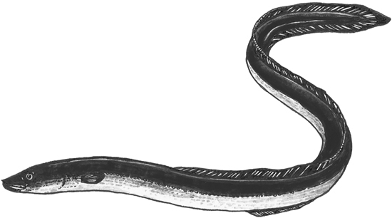 European eel line drawing.