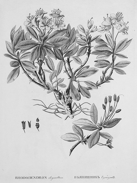 Figure 5.5. The rhododendron chrysanthemum plant with separate images of the branch in bloom with yellow flowers, a branch with seeds, and three small images of the progression of the seeds sprouting.