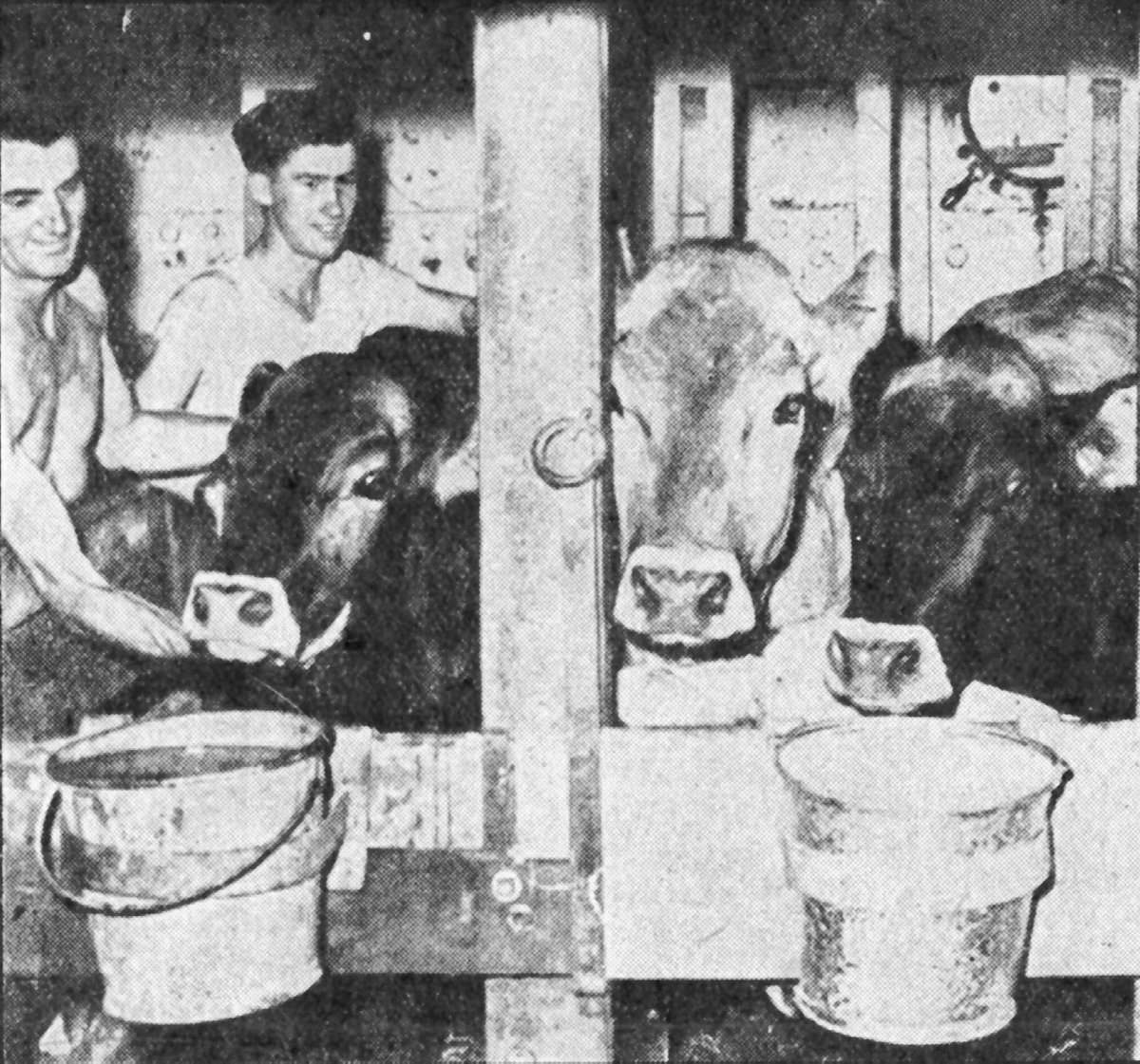 Figure 5. Two men stand on the left side, working on the first of three cows standing in a stable.