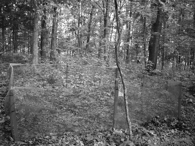 A 3 by 3 meter enclosure made from fine steel mesh under a forest canopy. The ground is covered in dead leaves and there are some small plants growing inside and around the enclosure.