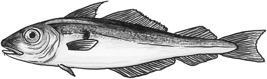 Haddock line drawing.