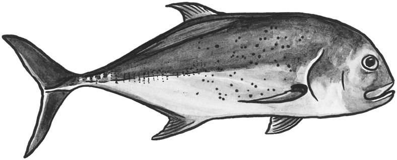 Giant trevally line drawing.