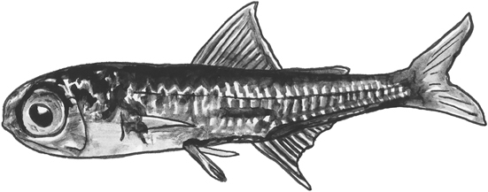 Spotted lanternfish line drawing.