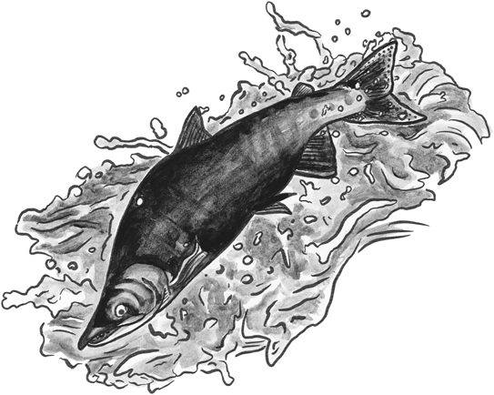 Sockeye salmon line drawing.
