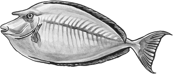 Bluespine unicornfish line drawing.