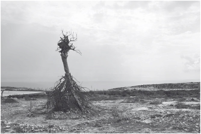 Figure 10. An uprooted tree stands in a barren terrain on a high cliff overlooking the sea.