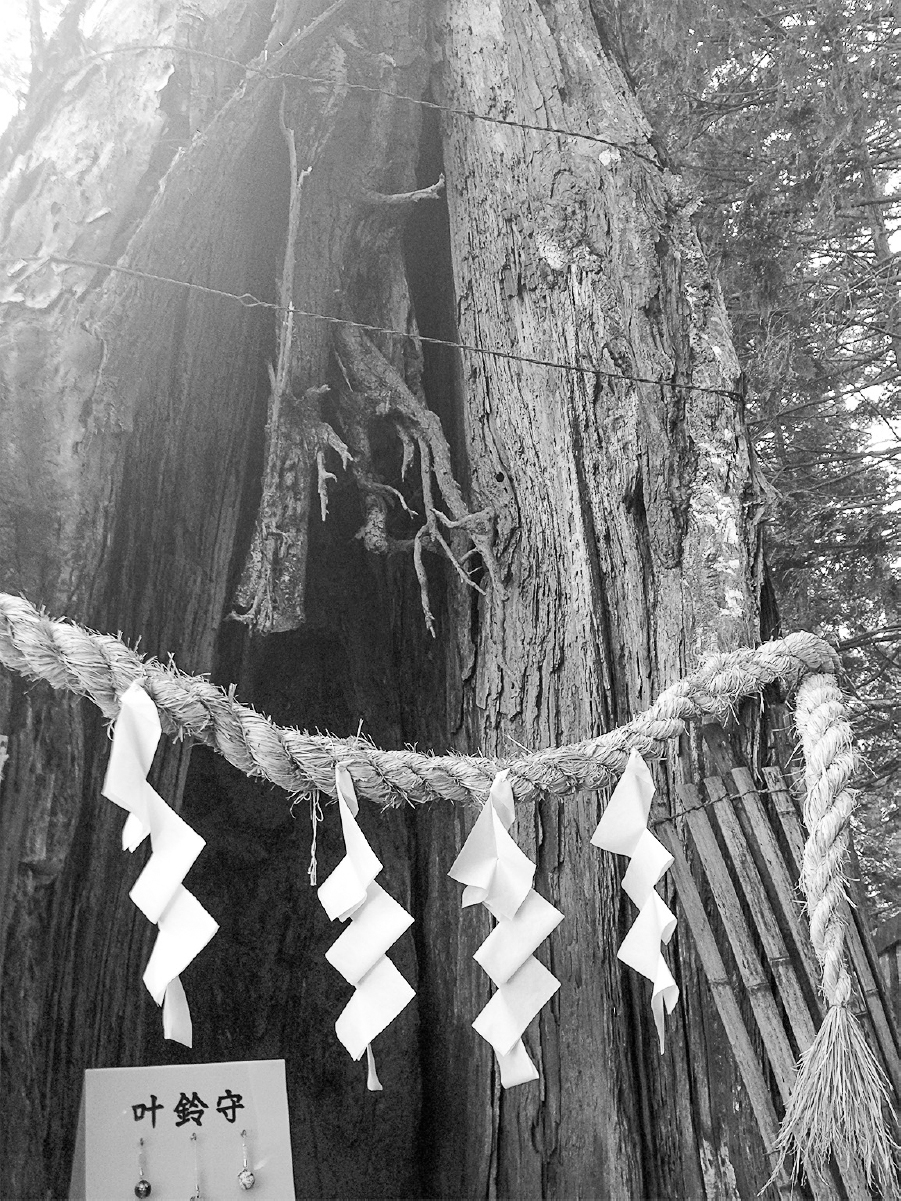 A well-worn rope with ornamental paper hanging from it is tied around a massive old tree.
