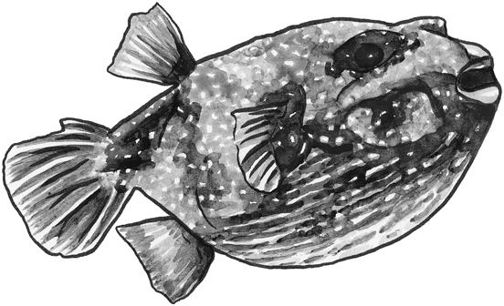 White-spotted puffer line drawing.