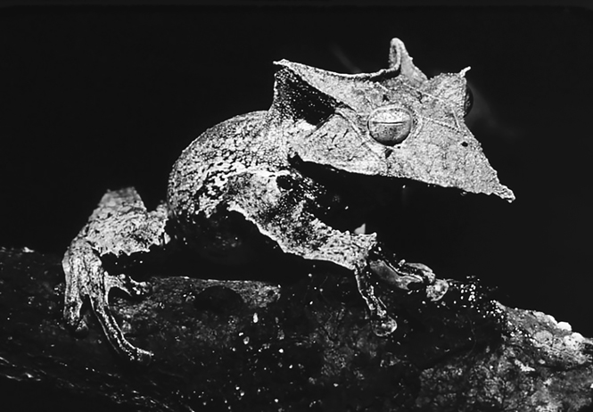 A female Sumaco Horned Treefrog, with horn-like bony projections on the sides of her triangular head and a fleshy proboscis, perches on a branch.