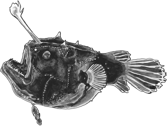 Devil anglerfish female and parasitic male line drawing.