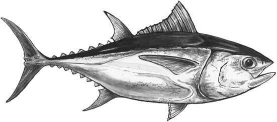Atlantic bluefin tuna line drawing.