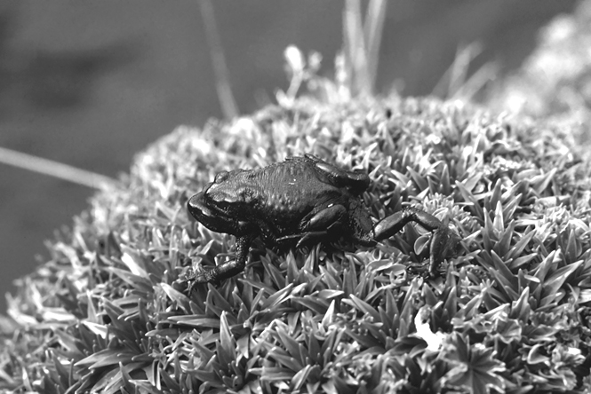 A pair of black Jambato frogs rest on vegetation on Chimborazo volcano. The male is on top of the female and is clasping her.