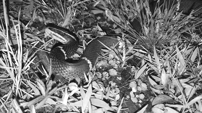 A Fea’s Viper rests on the ground. The snake’s blue-gray body has narrow reddish-orange bands. Its gray head has two bold orange stripes, and its snout is orange.