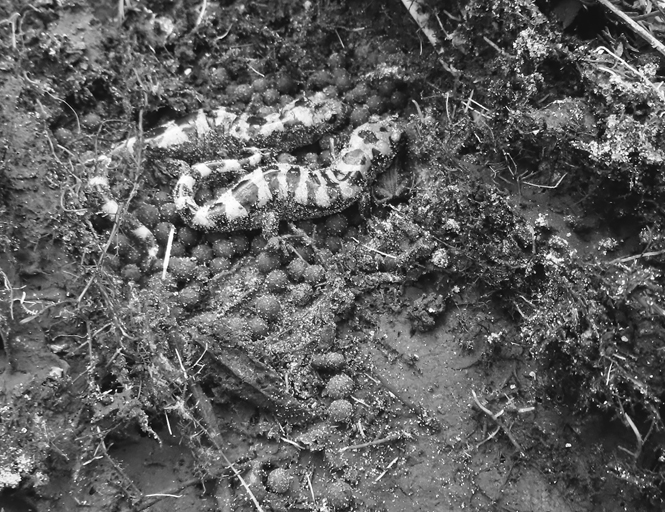Two female gray and black Marbled Salamanders rest next to each other and their nest of eggs.