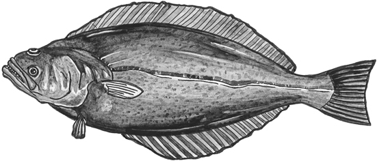 Pacific halibut line drawing.