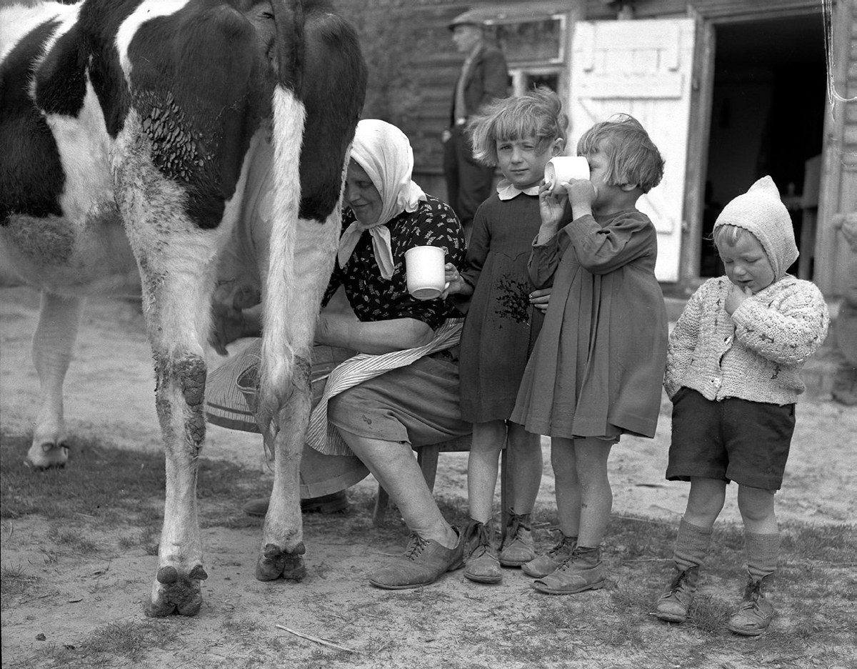 Figure 13. A woman milks a cow next to three children, two of which hold and drink from mugs