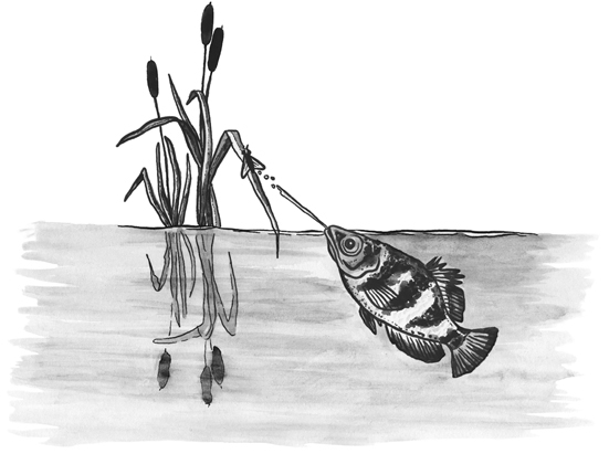 Banded archerfish line drawing.