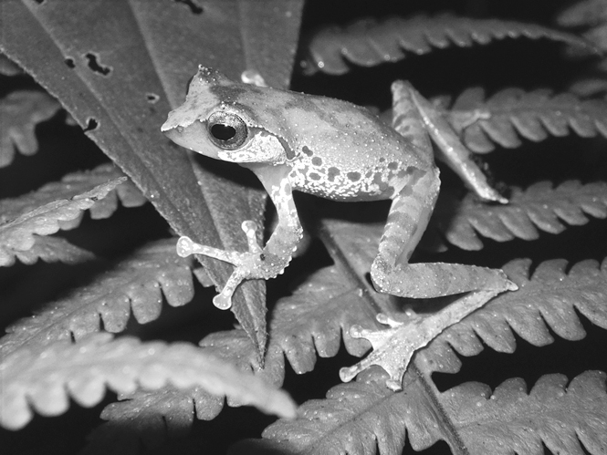 A Quang’s Tree Frog sits on a bright green fern.