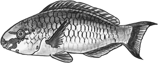 Quoy’s parrotfish line drawing.