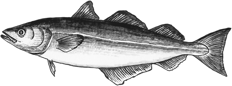 Alaska pollock line drawing.
