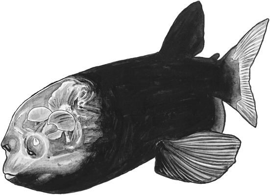 Barreleye line drawing.