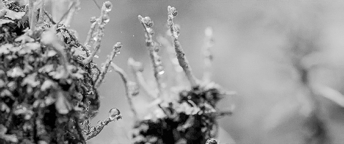 Mosses in close-up with damp fern-like appendages stand in front of a blurry background.