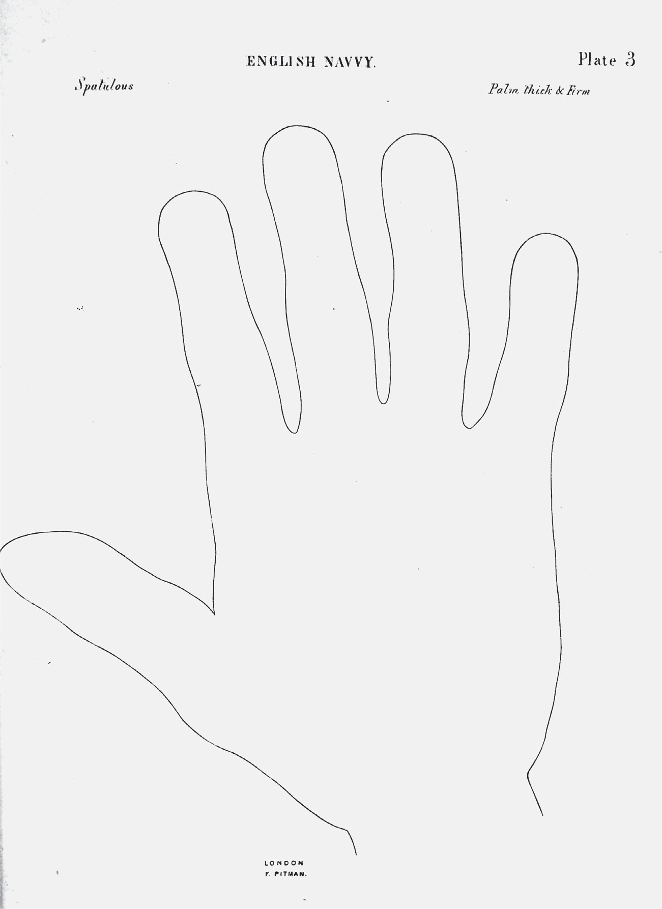Figure 18: Full-plate illustration of the outline of a navy hand. It is correspondingly large and has small thick fingers and thumb.
