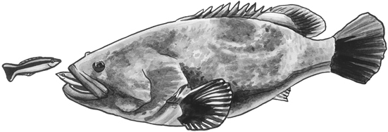 Giant grouper and bluestreak cleaner wrasse line drawing.