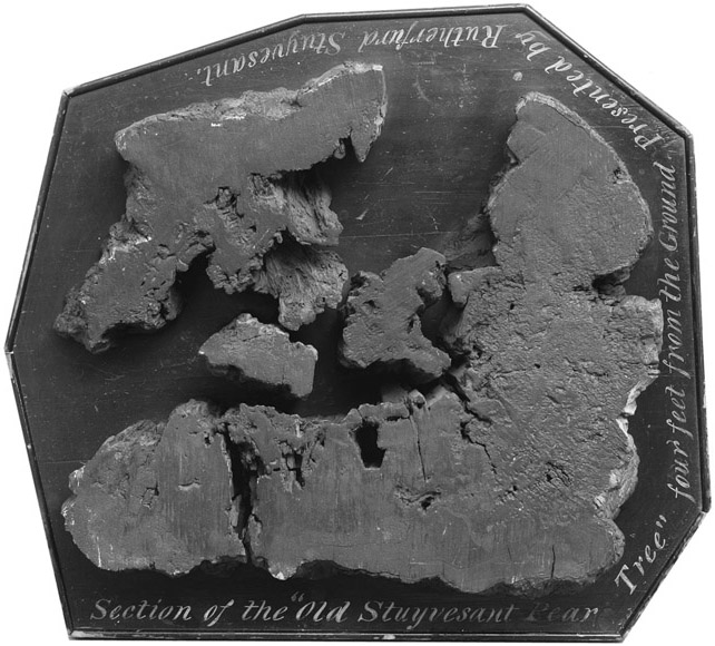 Figure 10. An image of the cross section of a pear tree located on the Stuyvesant family lands in New York, preserved and mounted on a backing board. The engraving on the backing material reads “Section of the ‘Old Stuyvesant Pear Tree’ four feet from the ground. Preserved by Rutherford Stuyvesant.”