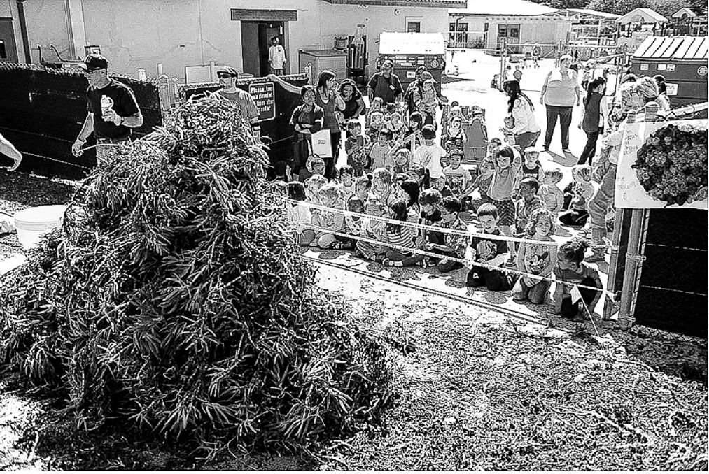 A large pile of uprooted ice plant is roped off, with a group of children and adults sitting behind it in what appears to be a schoolyard.