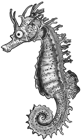 Long-snouted seahorse line drawing.