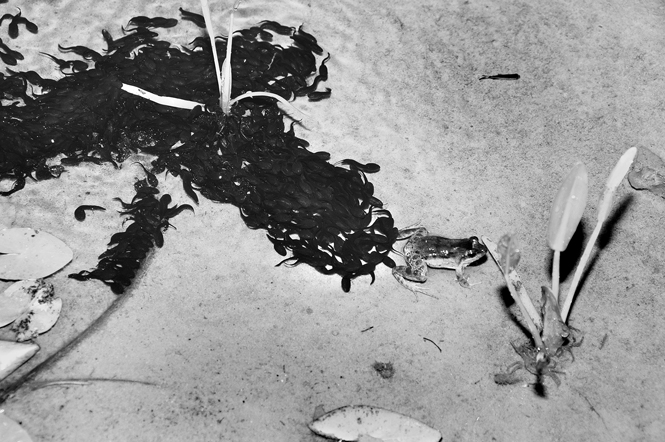 A female Pointedbelly Frog from the Pantanal sits next to and guards her dense aggregation of black tadpoles in shallow water.