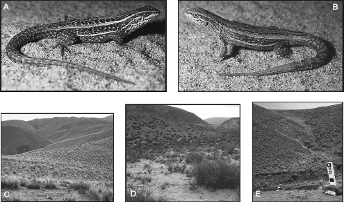 The viviparous lizard has narrow golden-yellow stripes and a speckled belly. The oviparous lizard has less distinctly defined stripes and lacks belly speckling. The habitat of the viviparous species is dominated by bunchgrass, whereas the habitat of the oviparous species is dominated by shrubs. Where the two species occur together, both bunchgrass and shrubs occur.