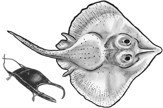 Spiny skate and egg case line drawing.