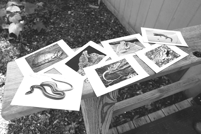 Spread out on a bench are eleven flash cards, each containing the photograph of a frog, toad, salamander, lizard, snake, or turtle.