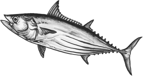 Skipjack tuna line drawing.
