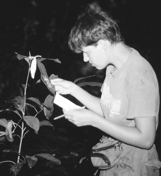 The author looks at a clutch of eggs on a long leaf.