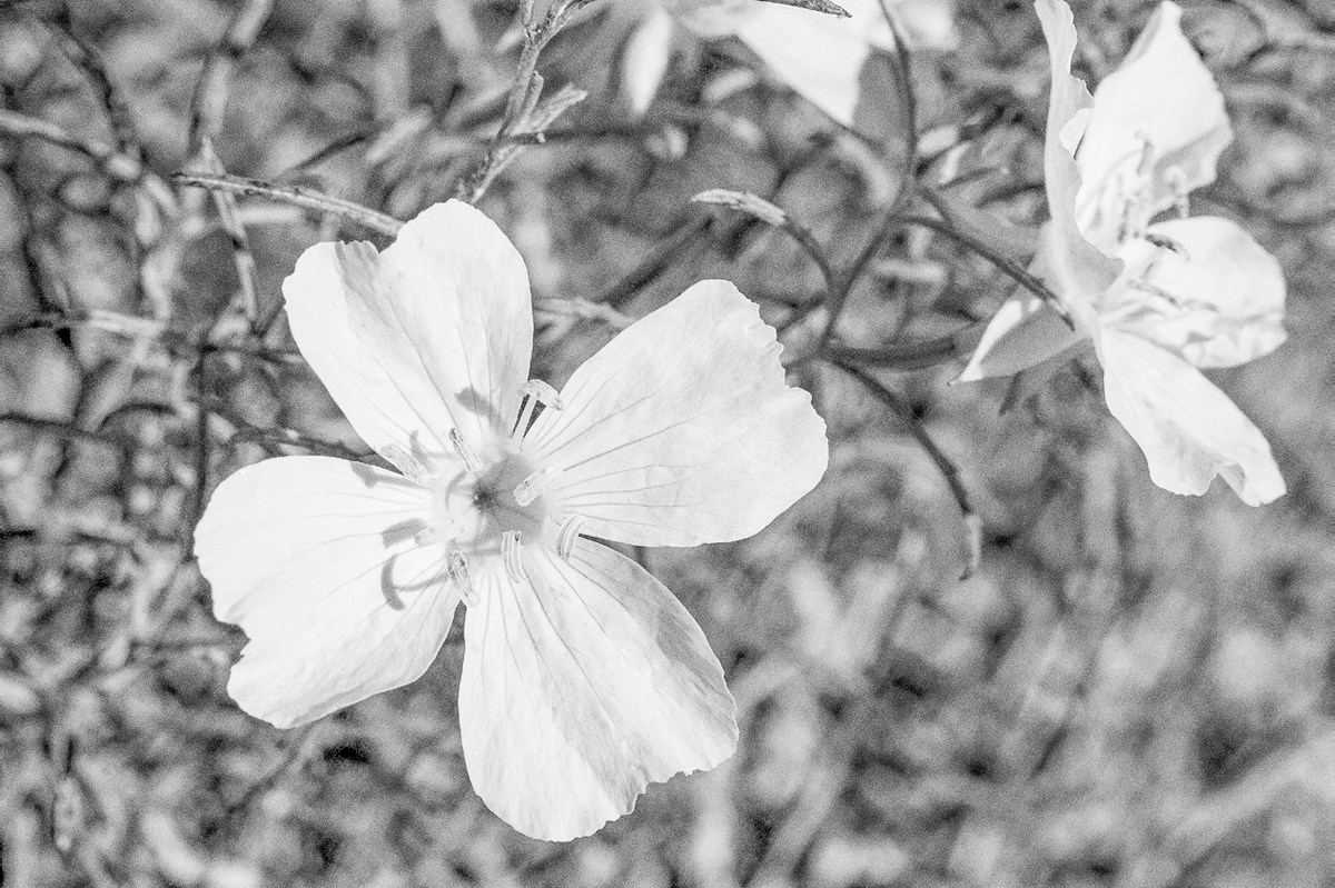 A flower with four thin petals and several stamen emerging faces the camera.