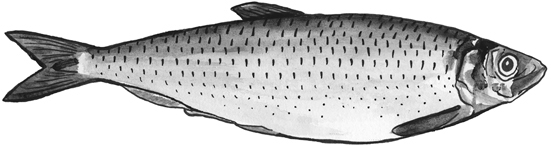 Atlantic herring line drawing.