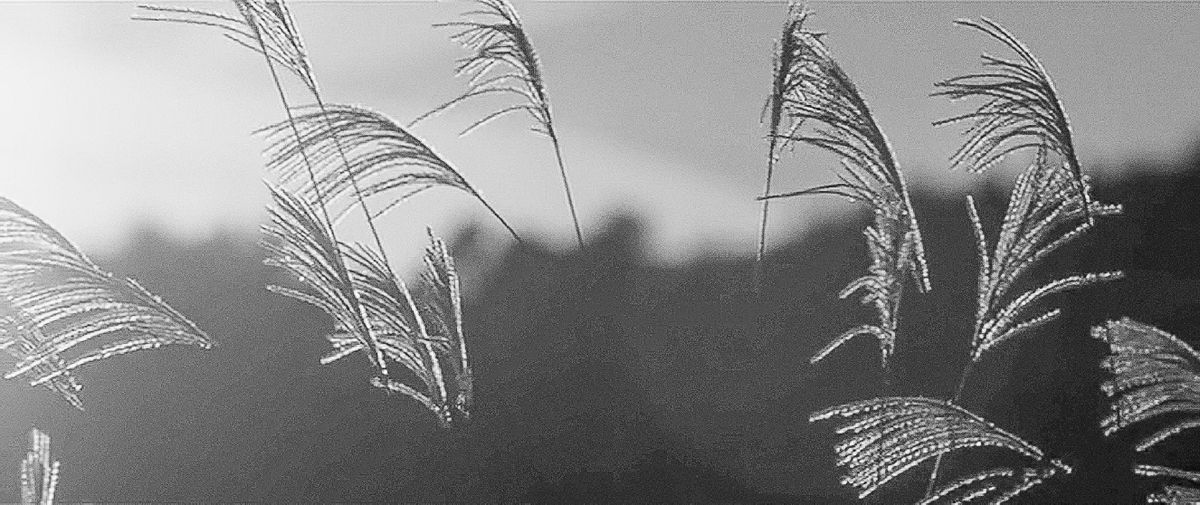 The tops of grass plants catch the sunlight against a blurry and dark background.