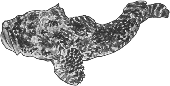 Gulf toadfish line drawing.