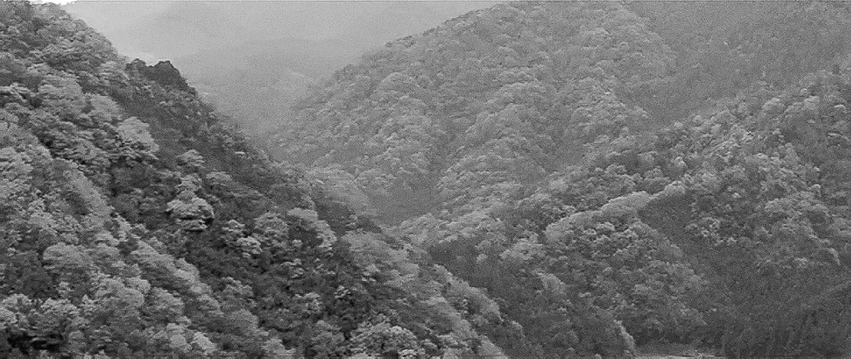 Forested mountains covered in mist are shown from a high vantage point.
