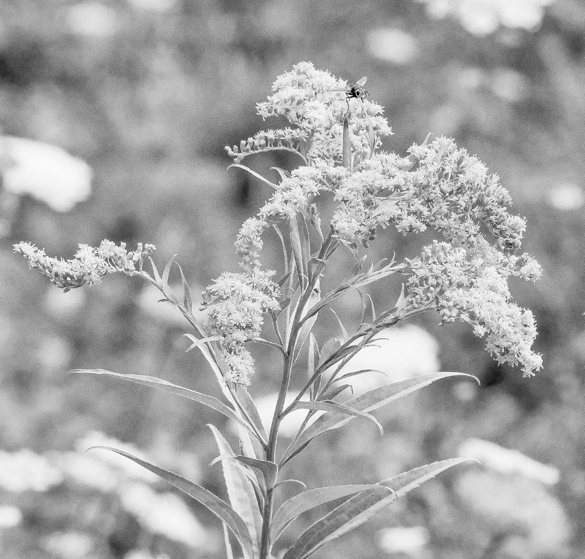 A bee sits atop a flower with thin leaves and in full bloom.