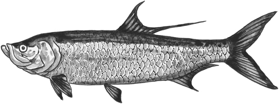 Atlantic tarpon line drawing.