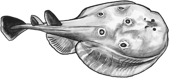 Torpedo ray line drawing.