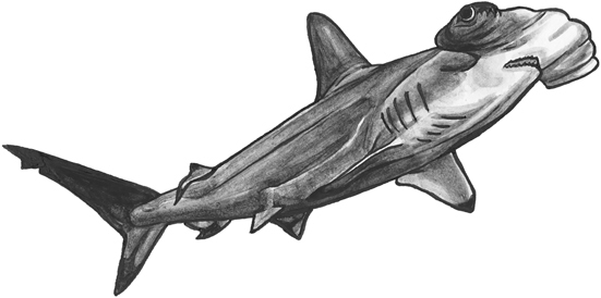 Scalloped hammerhead line drawing.