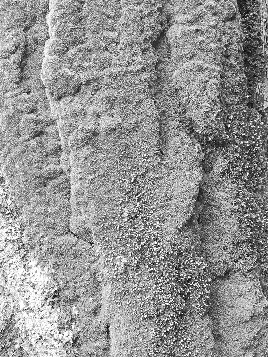 A dense patch of moss grows up the side of a tree.