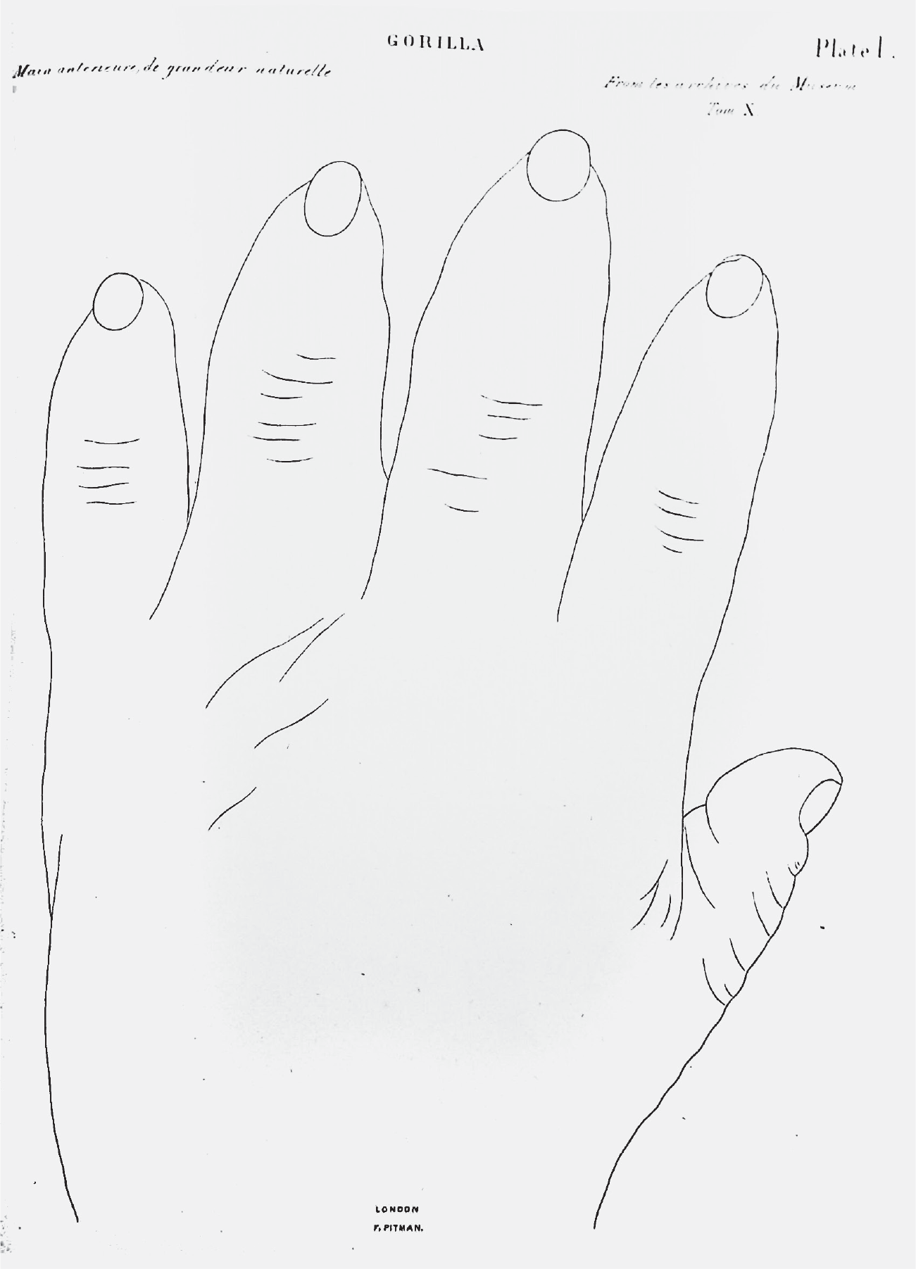 Figure 17: Full-plate illustration of a gorilla hand (facing down), which appears extremely large but with short thick fingers and thumb.