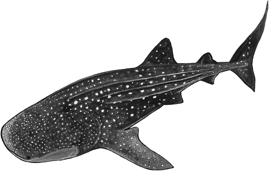 Whale shark line drawing.