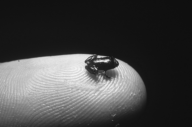 A tiny dark brown Wandolleck’s Land froglet sits on the end of David Bickford’s finger. The recent hatchling is still developing and is completely smooth-skinned, a stark contrast to the author’s seemingly rugose fingerprint.